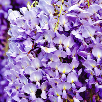 Gardening Gift. Wisteria Bonsai Growing Kit, 3 of 5