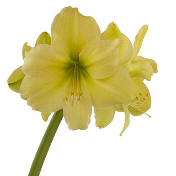 Christmas Amaryllis 'Yellow' One X Bulb Pack, 5 of 5