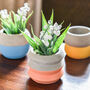 Set Of Three Colour Dipped Cement Planters, thumbnail 2 of 4
