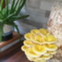 Oyster Mushroom Log Grow Kit, Gift Voucher Option, thumbnail 7 of 7