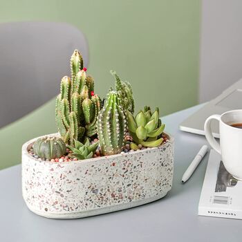Large Ceramic Succulent Planter Pot Oval With Drainage, 2 of 4