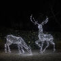 Xl Studley Rattan Stag And Doe Dual LED Reindeer, thumbnail 3 of 3