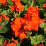 Flowering Plants Geranium 'Orange' 20 Large Plants, thumbnail 3 of 5