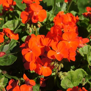 Flowering Plants Geranium 'Orange' 20 Large Plants, 3 of 5