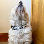Deluxe Dalmatian Print Dog Collar, thumbnail 2 of 12