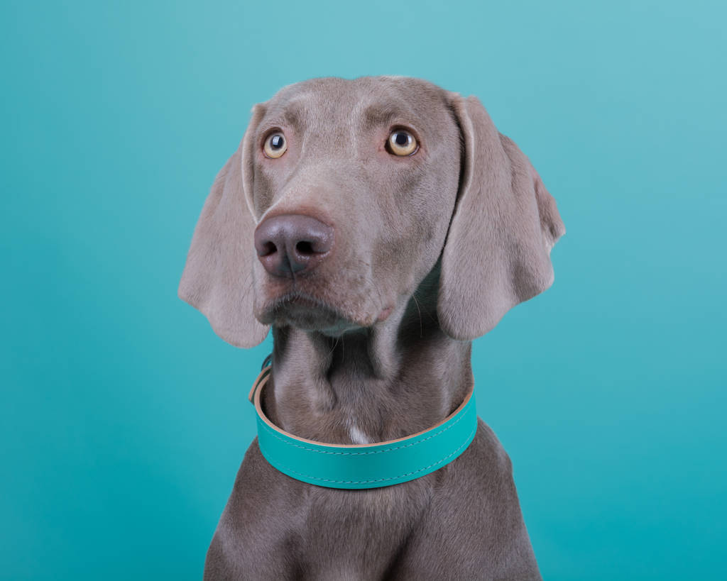 Mint Green Leather Dog Collar By Ditsy Pet