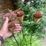 Set Of Three Copper Rosette Flower Stakes Ltzaf151, thumbnail 9 of 9