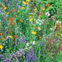 Wildflower Windowsill Garden Kit With Seeds And Pots, thumbnail 8 of 9