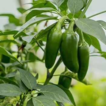 Chilli Plants 'Giant Jalapeno' Two X Plant 9cm Pot, 3 of 7