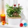Christmas Planted Arrangement Festive Zinc Planter Indoor Display, thumbnail 1 of 3