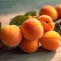 Fruit Tree Apricot Moorpark Two X 10 L Pots, thumbnail 2 of 5