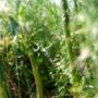 Vegetable Plants Asparagus 'Portlim' One X 2 L Pot, thumbnail 4 of 5