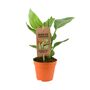 Bird Of Paradise Indoor Plant In 12cm Pot, thumbnail 2 of 3