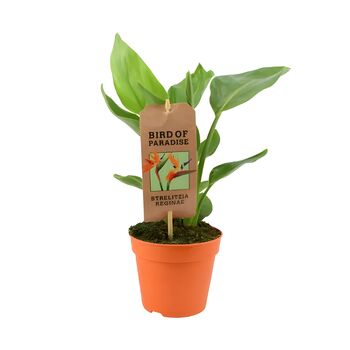 Bird Of Paradise Indoor Plant In 12cm Pot, 2 of 3