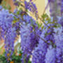 Wisteria Sinensis 'Prolific' Large Plant In Five L Pot, thumbnail 3 of 5