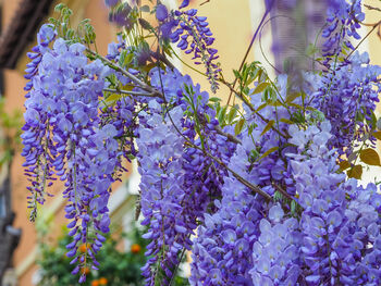 Wisteria Sinensis 'Prolific' Large Plant In Five L Pot, 3 of 5