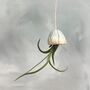 Ceramic Jellyfish Caput Air Plant Hanging Handmade In The UK, thumbnail 3 of 6