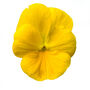 Flowers Pansy 'Primrose' 20 X Plant Pack, thumbnail 1 of 3
