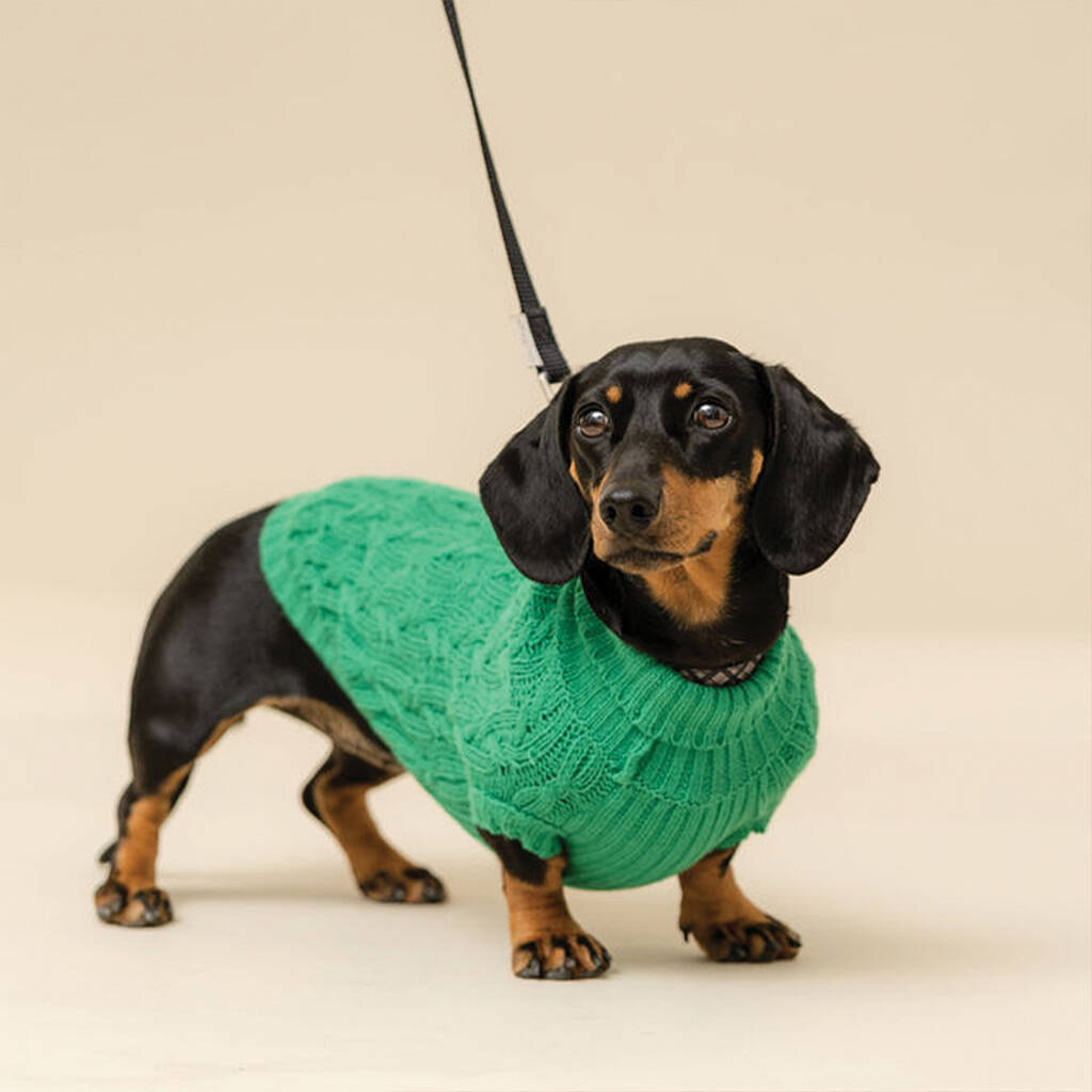 dachshund jumper