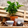 Grow Your Own Coffee Gift Set, thumbnail 1 of 8