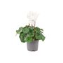 White Cyclamen Indoor Flowering Plant In 13cm Pot, thumbnail 3 of 3