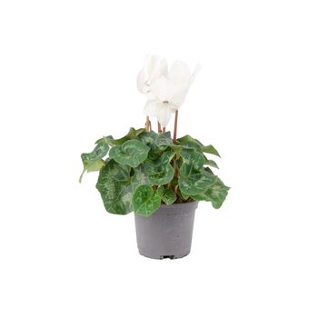 White Cyclamen Indoor Flowering Plant In 13cm Pot, 3 of 3