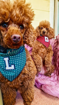 Personalised Polka Dot Dog Tie On Bandana Red Or Green, 3 of 12