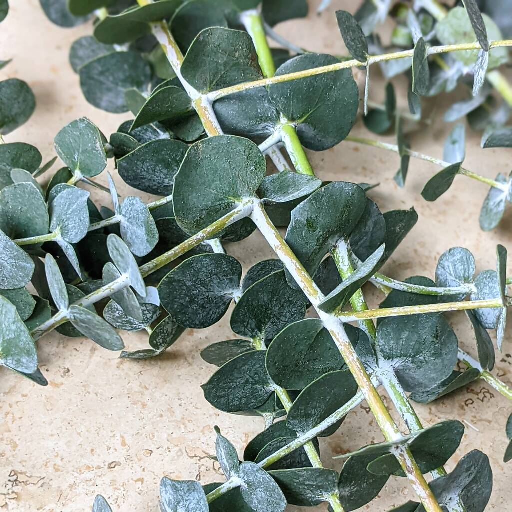Fresh Cut Eucalyptus Stems Baby Blue By The Danes