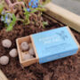 Forget Me Not Seedballs, thumbnail 2 of 4