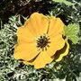 Anemone Garden Stakes Set Of Five, thumbnail 6 of 9