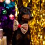 Gold Sequin Christmas Dog Bow Tie, thumbnail 3 of 3