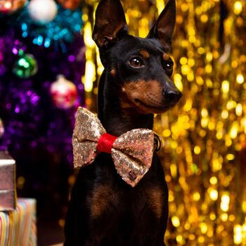 Gold Sequin Christmas Dog Bow Tie, 3 of 3