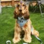 Dog Harness Set | Blue Polka Dot, thumbnail 8 of 8