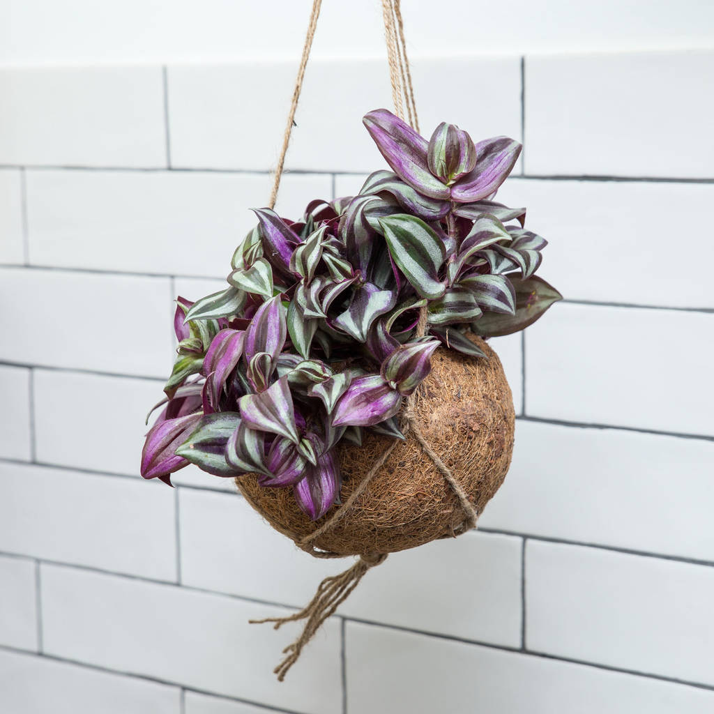 tradescantia-zebrina-hanging-kokodama-gift-by-stupid-egg-houseplants