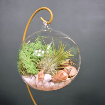 Diy Air Plant Terrarium Kit Hanging Terrarium Gift Forest Green With Optional Gold Stand, 3 of 7