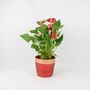 Anthurium Flamingo In Red And Gold Pot – Gift Plant, thumbnail 2 of 3