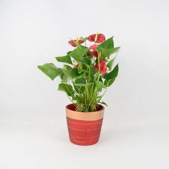 Anthurium Flamingo In Red And Gold Pot – Gift Plant, 2 of 3