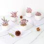 Five Mini Artificial Succulent Plants In White Pots, thumbnail 2 of 11