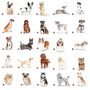 'Dogs Make Our Lives Whole' Dog Tin 80 Breeds Available, thumbnail 5 of 10