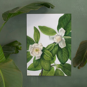 Magnolia Botanical Prints Set Of Two Framed Or Unframed, 9 of 11
