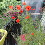 Wildflower Poppy Seed Boxes, thumbnail 8 of 8