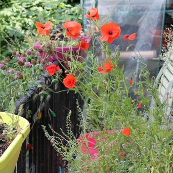 Wildflower Poppy Seed Boxes, 7 of 7