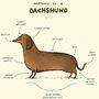 Anatomy Of A Dachshund Art Print By Sophie Corrigan, thumbnail 3 of 4