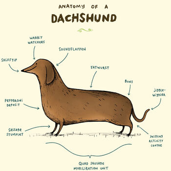 Anatomy Of A Dachshund Art Print By Sophie Corrigan, 3 of 4