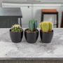 Cactus Mixed X Three Pots, thumbnail 7 of 7
