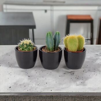 Cactus Mixed X Three Pots, 7 of 7