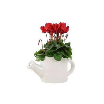 Ceramic Watering Can With Cyclamen Plant Gift, 2 of 4