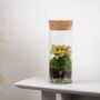 Bottle Terrarium Kit Diy | 'Bilbao', thumbnail 7 of 8