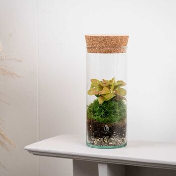 Bottle Terrarium Kit Diy | 'Bilbao', 7 of 8