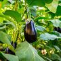 Vegetable Plants Aubergine 'Moneymaker' Plug Pack, thumbnail 11 of 12